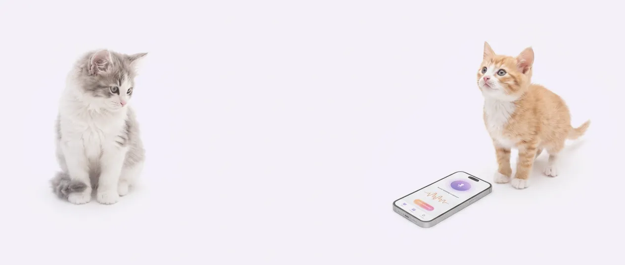 A grey and white kitten and a ginger kitten sitting either side of a phone showing a translation