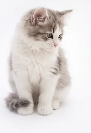 A fluffy grey and white kitten sitting and looking down
